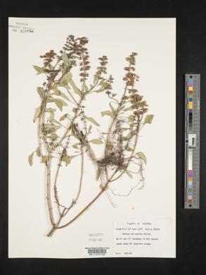 Ocimum micranthum image