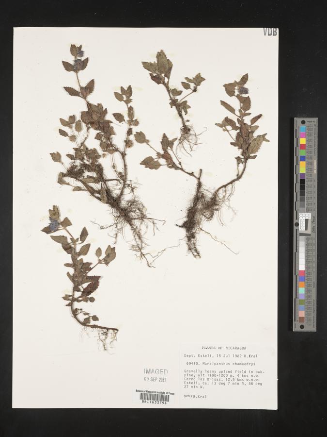 Marsypianthes chamaedrys image