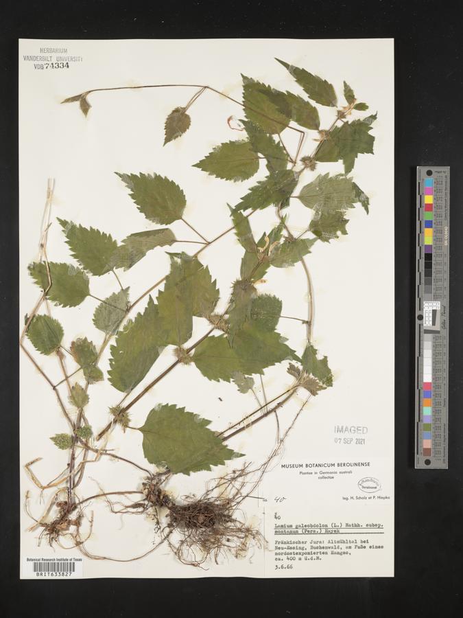 Lamium galeobdolon subsp. montanum image