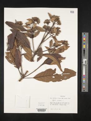 Hyptidendron arboreum image
