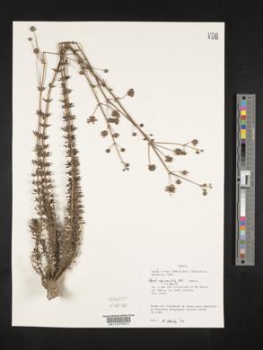 Image of Hyptis caprariifolia