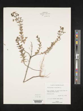 Trichostema dichotomum image