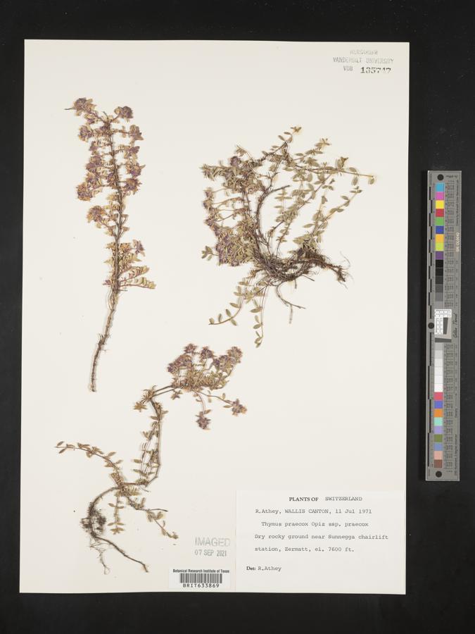Thymus praecox subsp. praecox image
