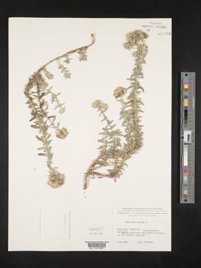 Teucrium polium image