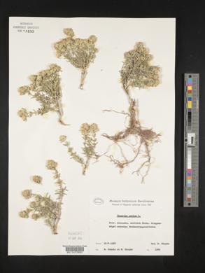 Teucrium polium image