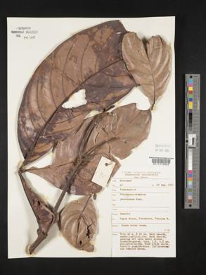 Media resource of Teijsmanniodendron pteropodum