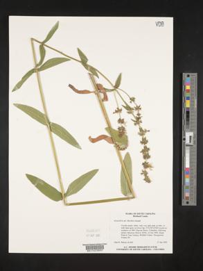 Stachys pilosa image