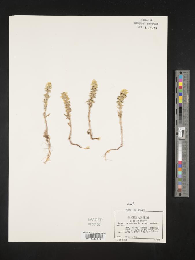 Sideritis montana subsp. montana image