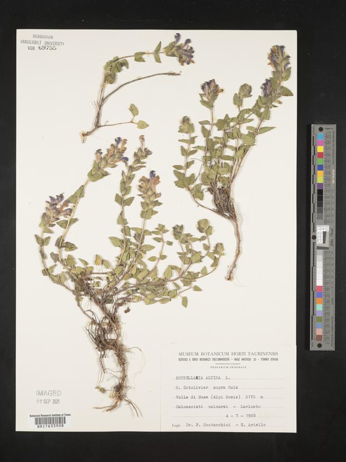 Scutellaria alpina image
