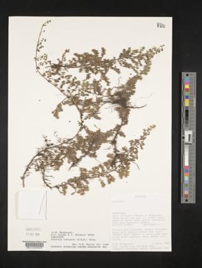 Image of Clinopodium nubigenum