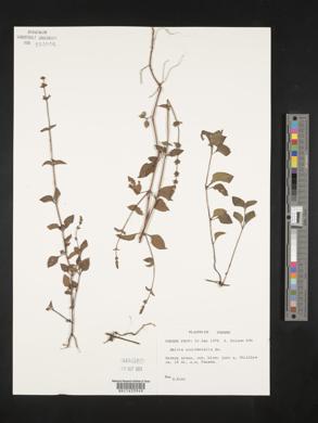 Salvia occidentalis image