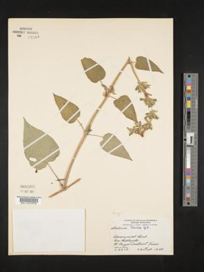 Salvia urica image