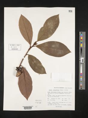 Image of Litsea longifolia