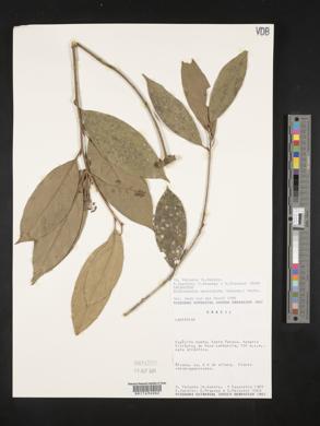 Endlicheria paniculata image