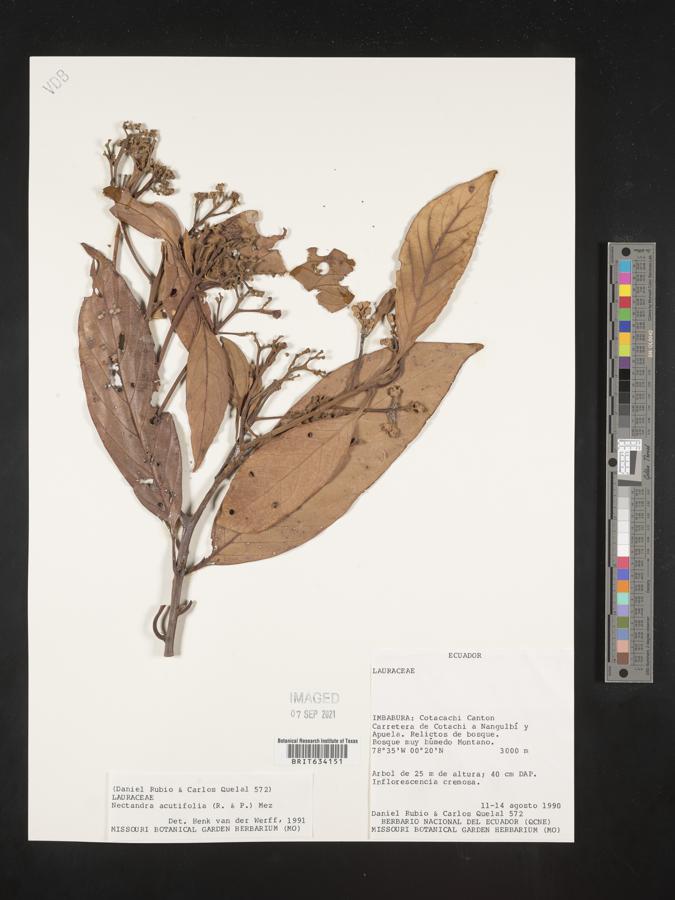 Nectandra image