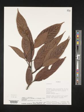 Nectandra acutifolia image