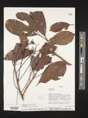 Nectandra cissiflora image