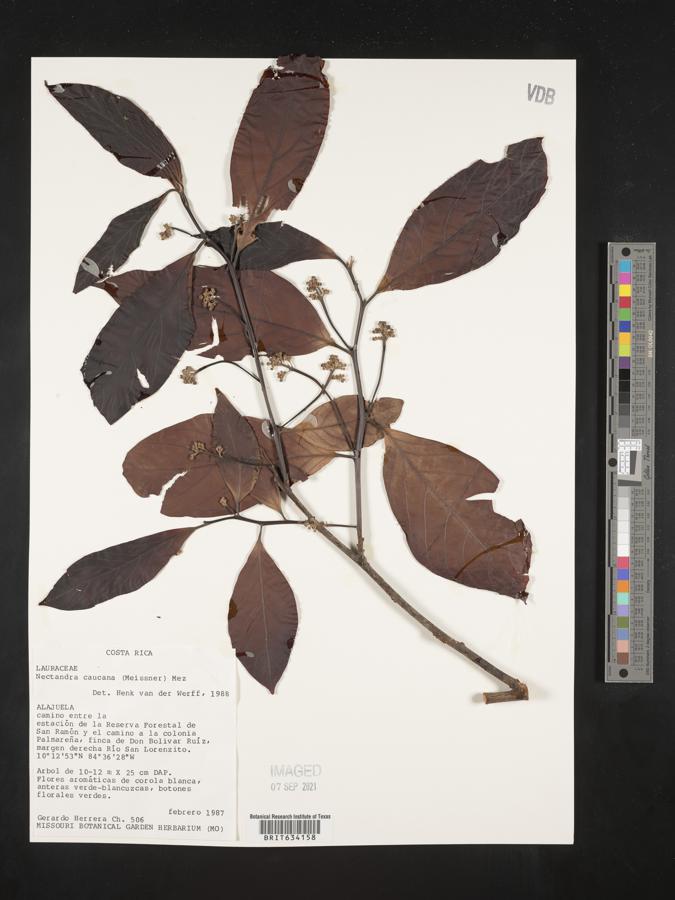 Nectandra lineata image
