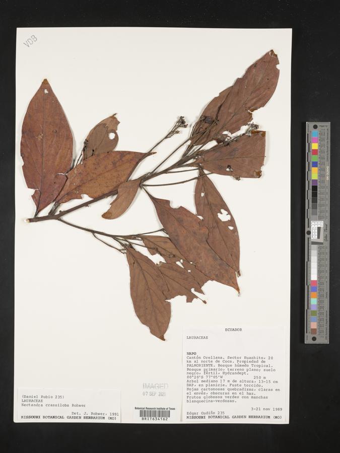 Nectandra crassiloba image