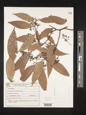 Nectandra cuspidata image