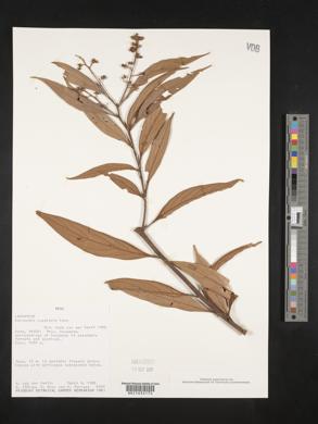 Nectandra cuspidata image