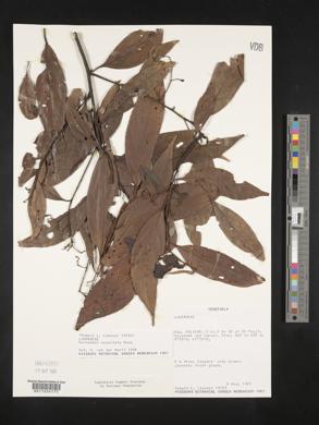 Nectandra cuspidata image