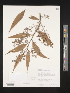 Nectandra cuspidata image