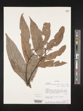 Nectandra cuspidata image