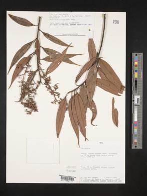 Nectandra cuspidata image