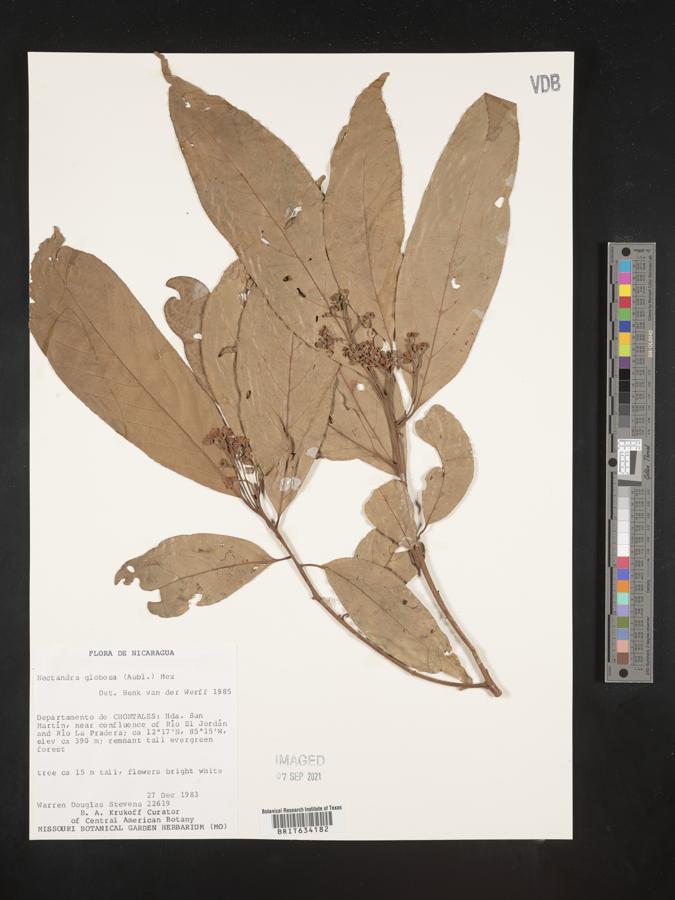 Nectandra globosa image