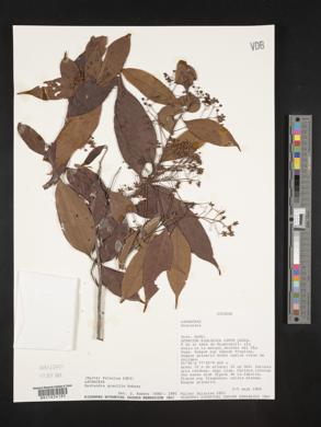 Nectandra gracilis image