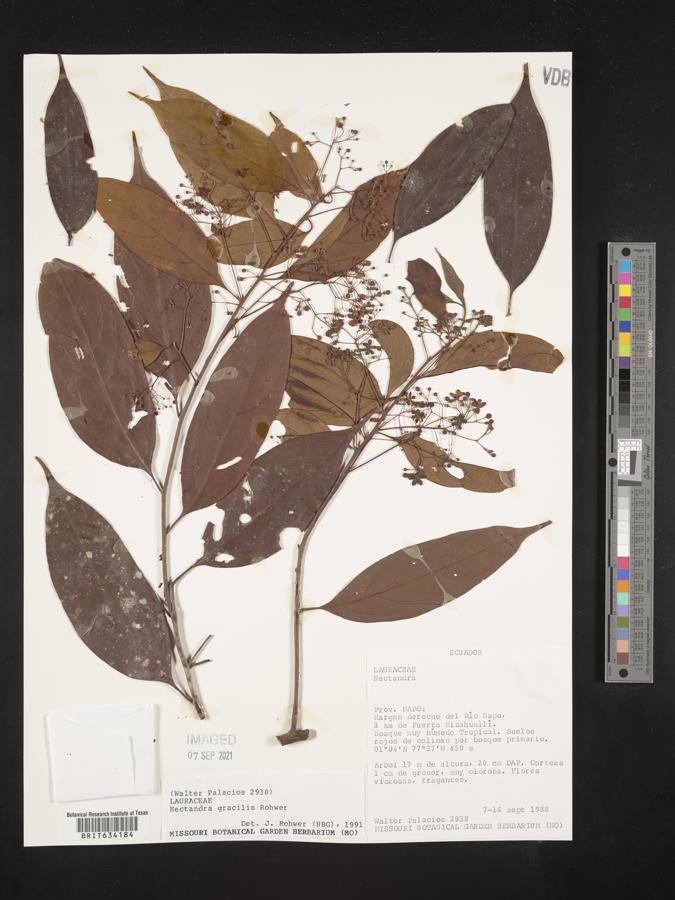 Nectandra gracilis image