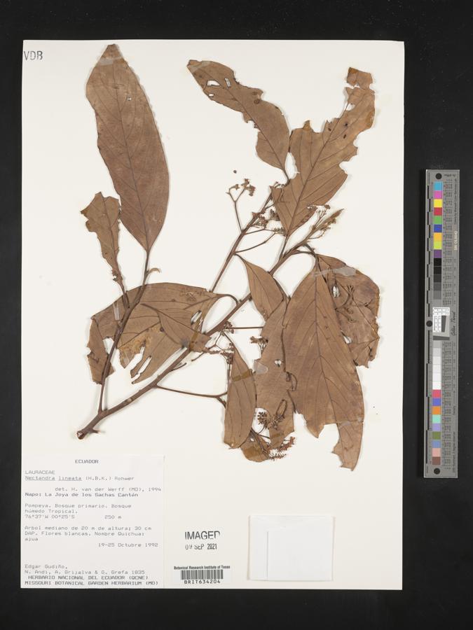 Nectandra lineata image