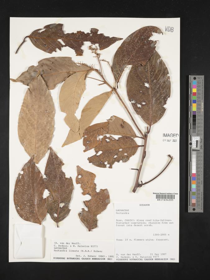 Nectandra lineata image