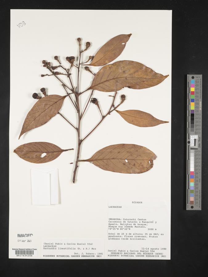 Nectandra lineatifolia image