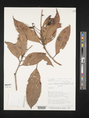 Nectandra longifolia image