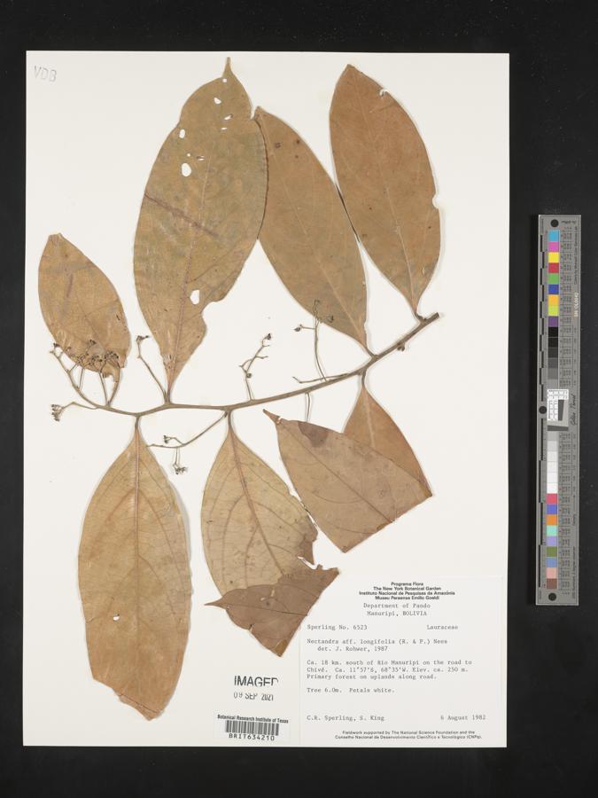 Nectandra longifolia image