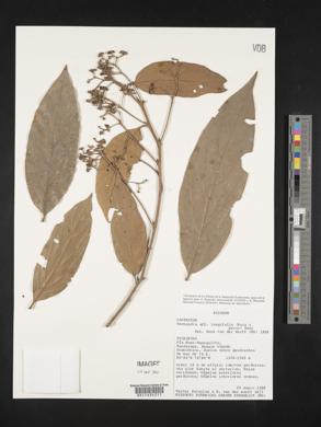 Nectandra longifolia image