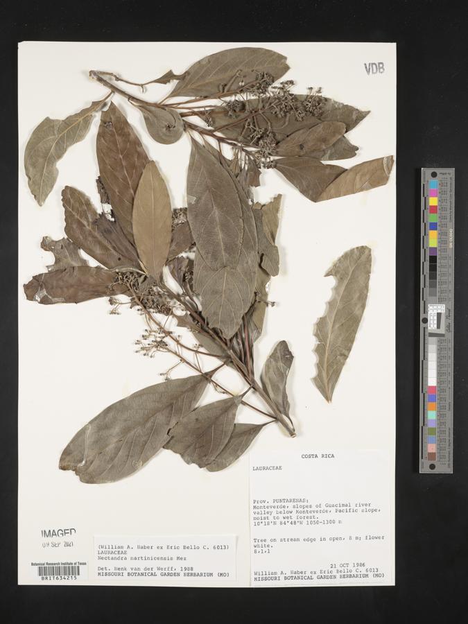 Nectandra martinicensis image