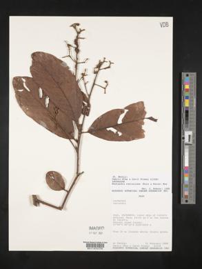 Nectandra reticulata image