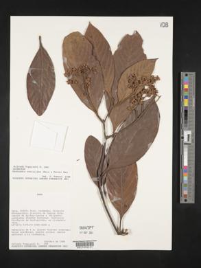 Nectandra reticulata image