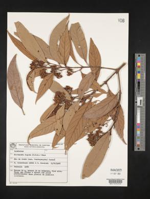 Nectandra rigida image