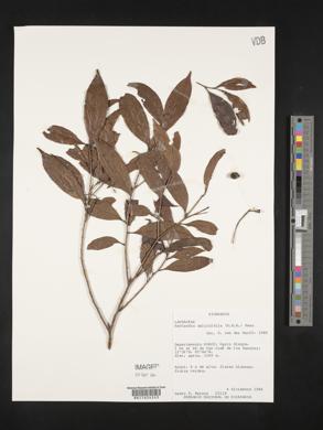 Nectandra salicifolia image