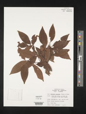 Nectandra sanguinea image