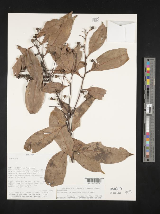 Nectandra turbacensis image