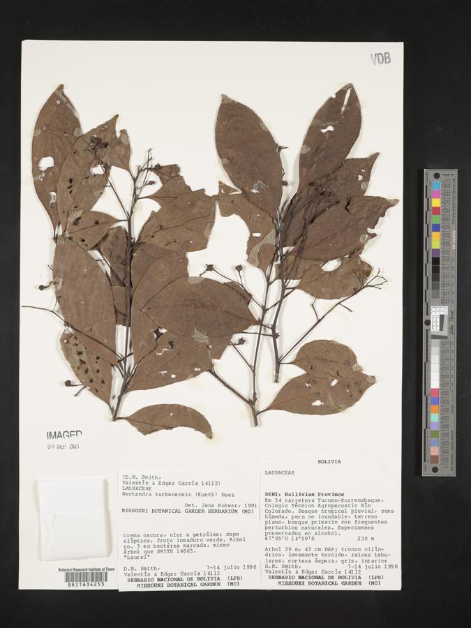 Nectandra turbacensis image