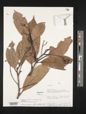 Nectandra pulverulenta image