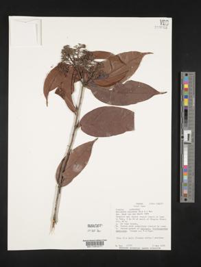 Nectandra purpurea image