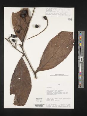 Nectandra villosa image