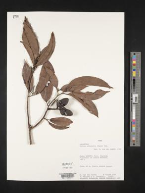 Ocotea aciphylla image